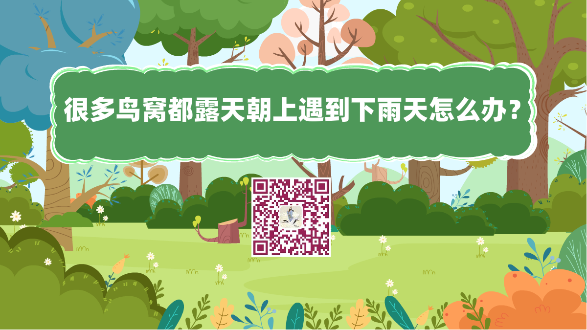 十萬個(gè)為什么標(biāo)題(很多鳥窩都露天朝上遇到下雨天怎么辦)1200.png 十萬個(gè)為什么標(biāo)題(很多鳥窩都露天朝上遇到下雨天怎么辦)1200.png