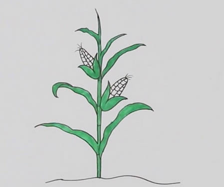 玉米樹怎么畫簡(jiǎn)筆畫簡(jiǎn)單又好看