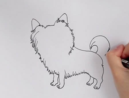 蝴蝶犬怎么畫(huà) 蝴蝶犬簡(jiǎn)筆畫(huà)步驟圖解教程