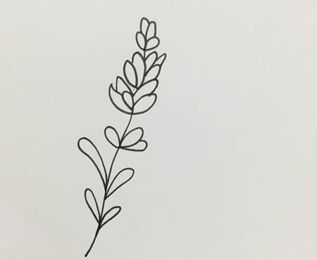 薰衣草簡(jiǎn)筆畫(huà)步驟圖解-薰衣草怎么畫(huà)簡(jiǎn)單又漂亮