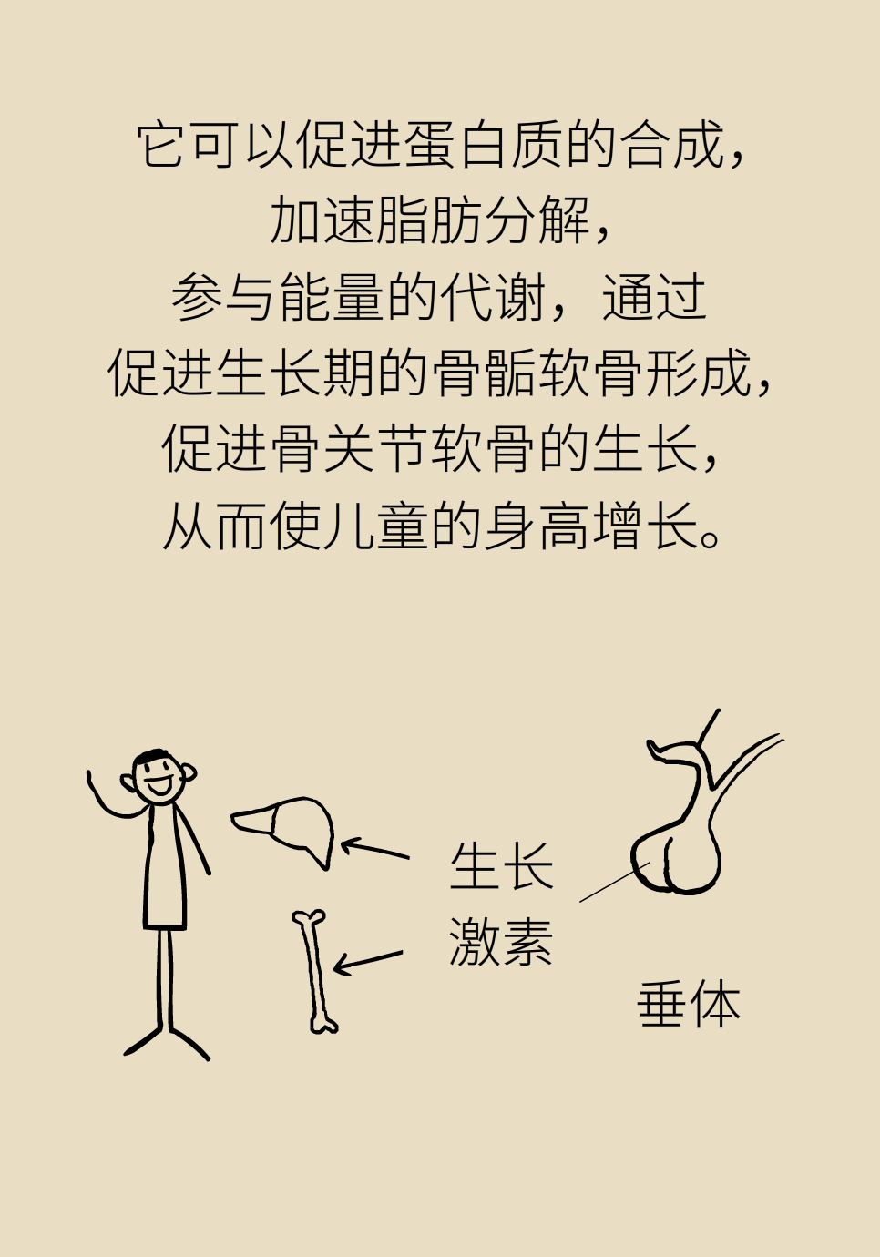 身高醫(yī)學(xué)知識(shí)科普動(dòng)畫制作