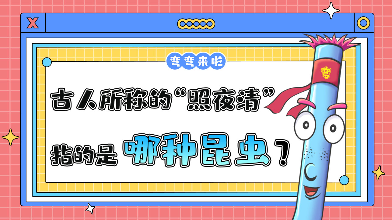 古人所稱的“照夜清”指的是哪種昆蟲呢？.jpg