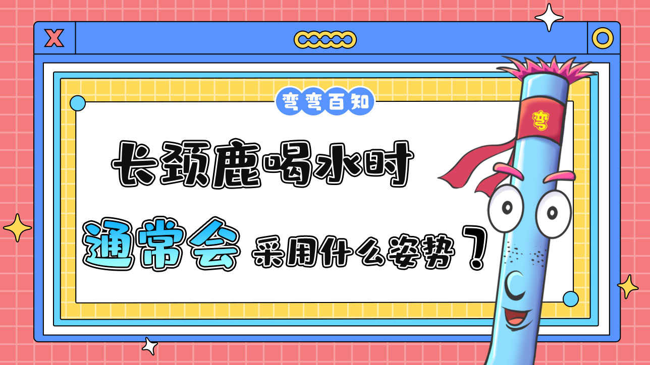 長頸鹿喝水時通常會采用什么姿勢呢？.jpg