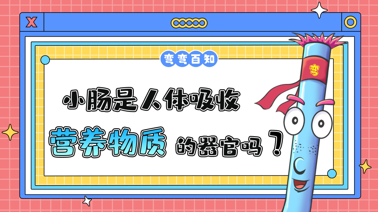 小腸是人體吸收營養(yǎng)物質(zhì)的器官嗎？.jpg
