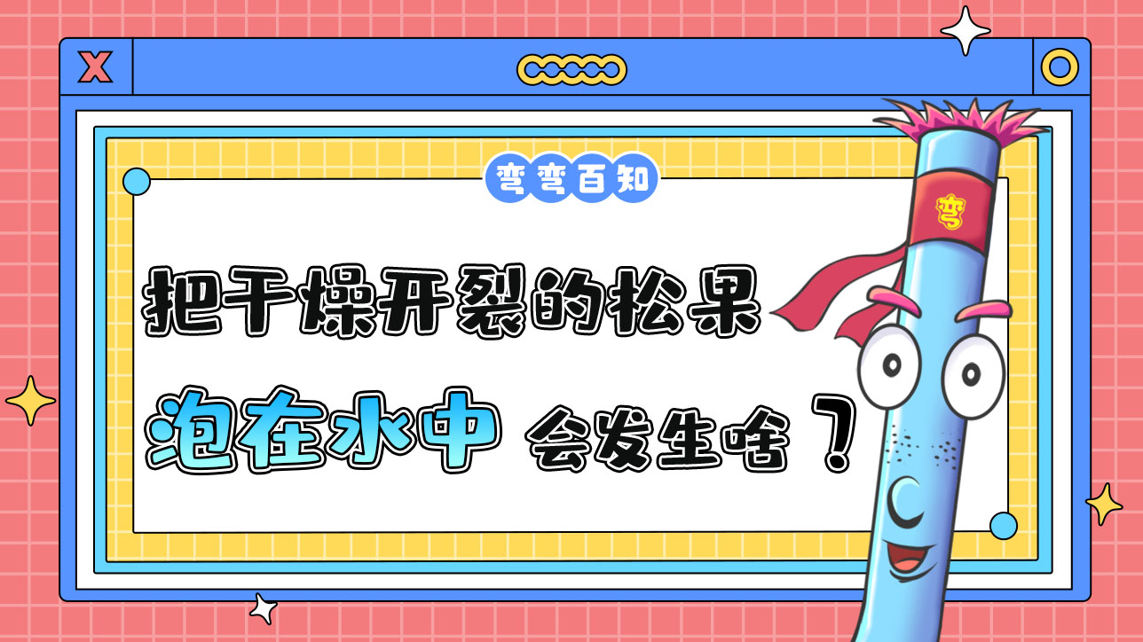 把干燥開裂的松果泡在水中會發(fā)生什么呢？.jpg