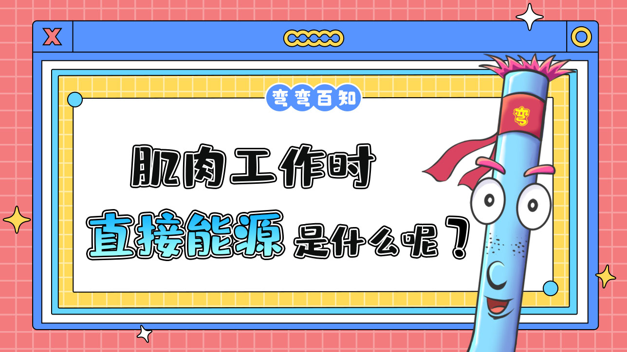 肌肉工作時的直接能源是什么呢？.jpg