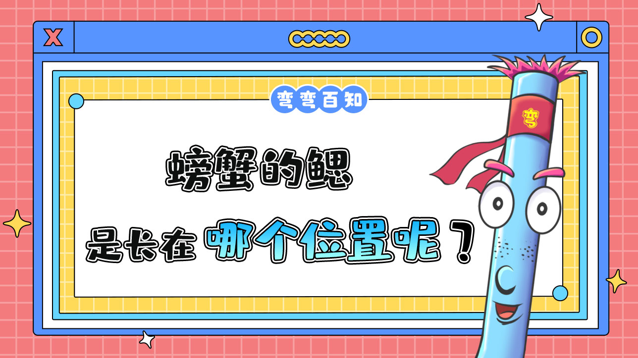 螃蟹的鰓長(zhǎng)在哪里呢？.jpg