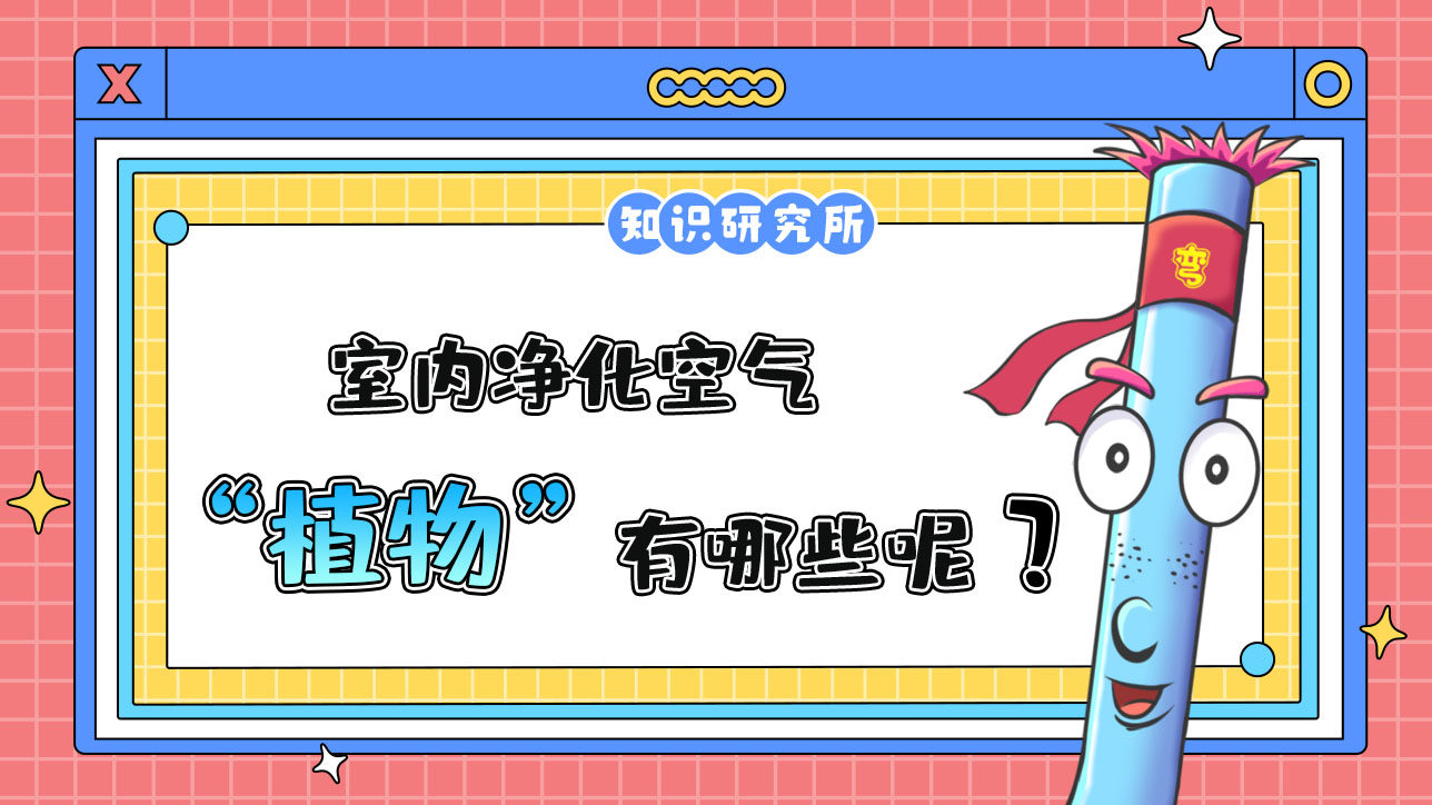 室內(nèi)凈化空氣的植物有哪些？.jpg
